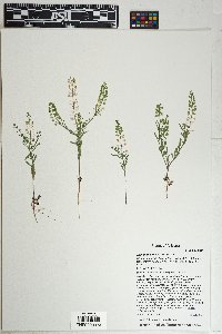 Lepidium densiflorum image