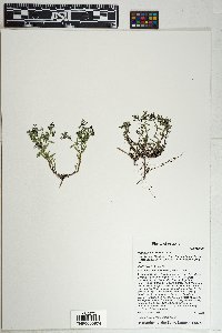 Houstonia wrightii image