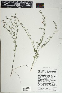 Lotus wrightii image