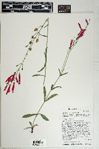 Penstemon barbatus image