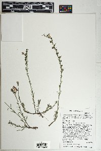 Penstemon linarioides subsp. linarioides image