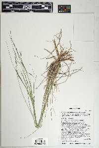 Aristida divaricata image