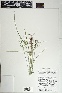 Cyperus fendlerianus image