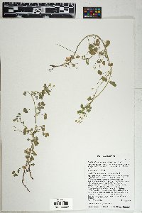 Oxalis albicans subsp. pilosa image