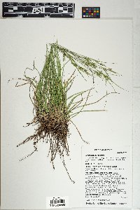 Carex leucodonta image