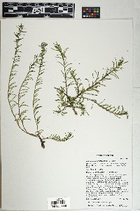 Ipomopsis multiflora image