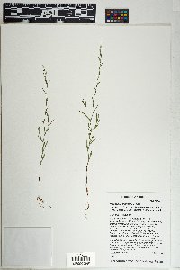 Polygonum douglasii image