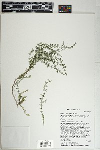 Galium microphyllum image
