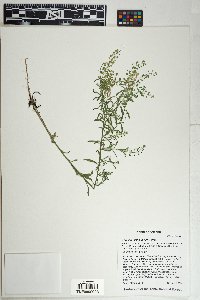 Lepidium densiflorum image