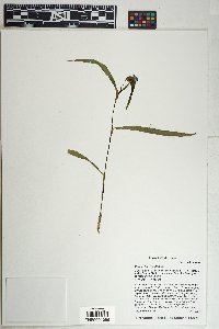 Commelina dianthifolia image