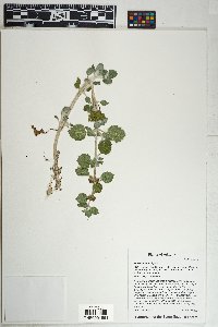 Marrubium vulgare image