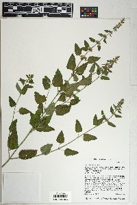 Salvia amissa image