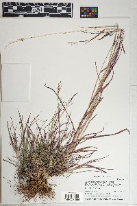 Bothriochloa bladhii image