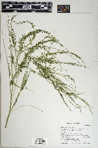 Parkinsonia aculeata image