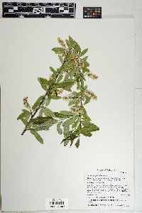 Salix bonplandiana image