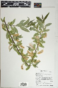 Salix bonplandiana image
