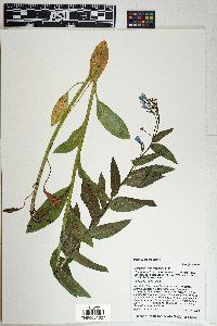 Mertensia franciscana image
