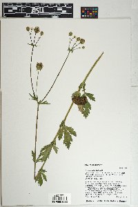 Geum aleppicum image