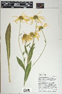 Hymenoxys hoopesii image