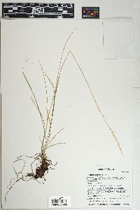 Trisetum montanum image