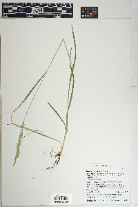 Trisetum montanum image