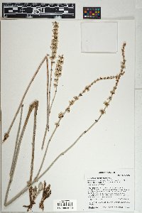 Eriogonum racemosum image