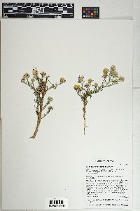 Machaeranthera tagetina image
