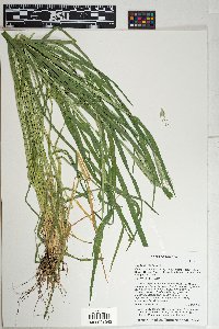 Hordeum murinum image