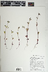 Collinsia parviflora image