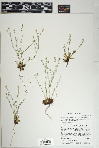 Plagiobothrys tenellus image