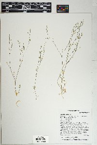 Stellaria nitens image