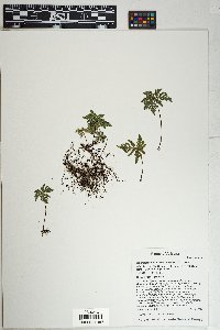Bommeria hispida image