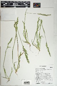 Poa bigelovii image