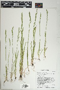 Poa bigelovii image