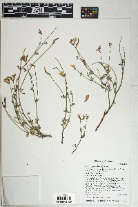 Acmispon rigidus image