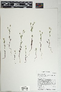 Daucus pusillus image