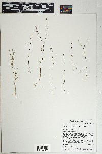 Stellaria nitens image