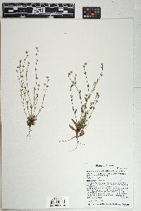 Plagiobothrys tenellus image