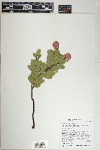 Arctostaphylos pringlei image