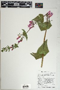 Penstemon pseudospectabilis image