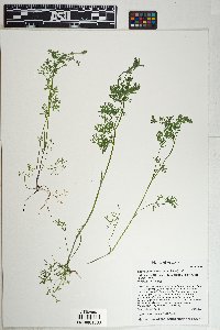Yabea microcarpa image