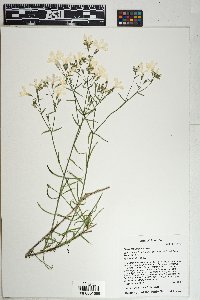 Phlox tenuifolia image