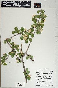 Amelanchier utahensis image