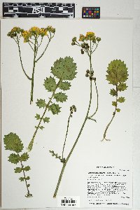 Packera quercetorum image