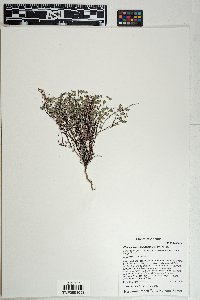 Euphorbia melanadenia image