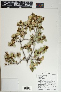 Quercus turbinella image