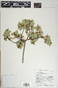 Quercus turbinella image