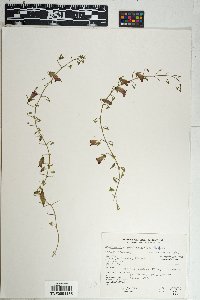 Maurandella antirrhiniflora image