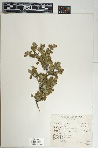 Cercocarpus montanus image