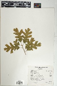 Quercus gambelii image